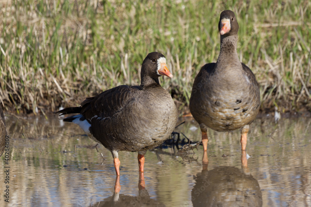White fronted Goose White fronted Goose