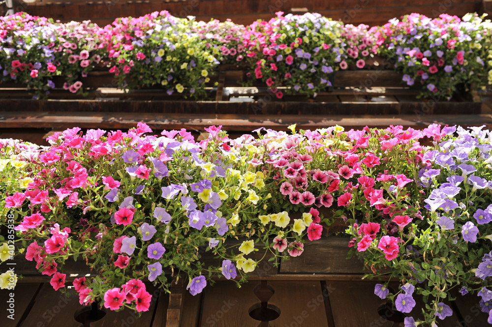 fioriture primaverili su balcone