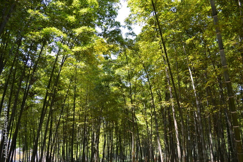 Bambuswald
