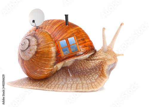 The snail with his mobil home on a white background..
