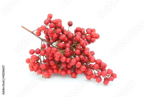 Bacche rosse di Nandina domestica - Nandina berries