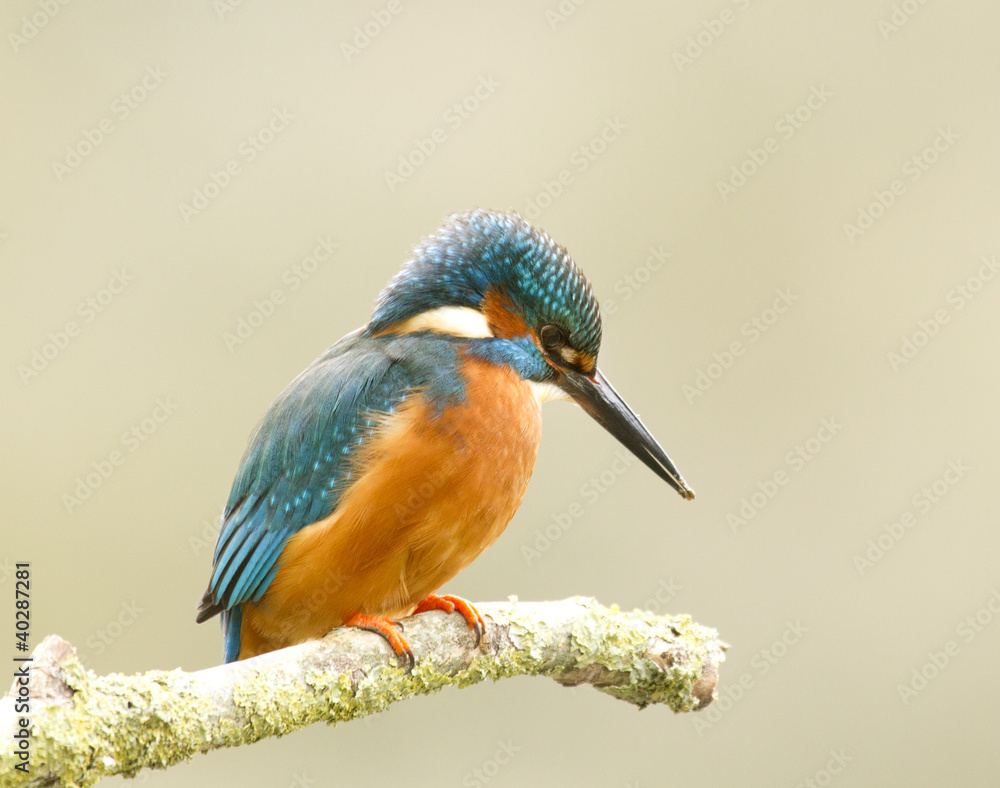 Fototapeta premium Male Kingfisher - alcedo atthis