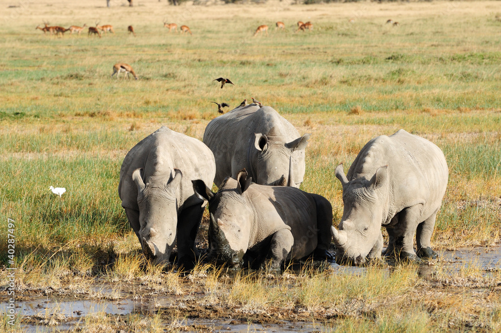 Obraz premium White rhinoceros