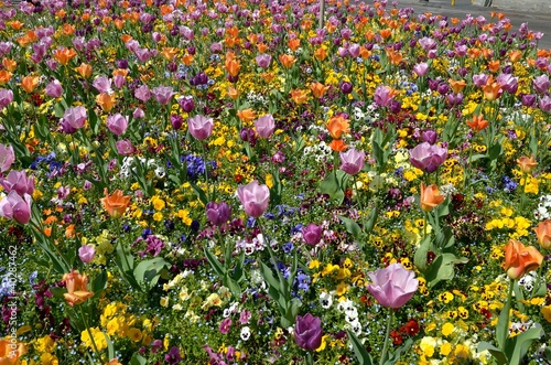 Fototapeta Naklejka Na Ścianę i Meble -  fiori