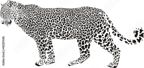 Leopard illustration