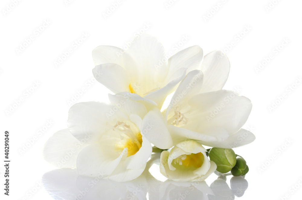 Beautiful freesia isolated on white Beautiful freesia isolated on white