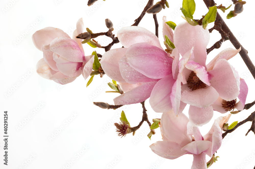 Naklejka premium Spring magnolia flowers on white
