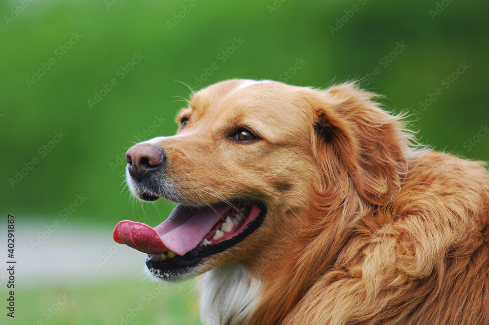 panting dog with green background