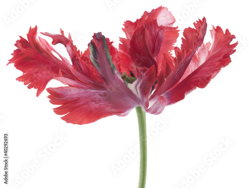 Fototapeta Naklejka Na Ścianę i Meble -  tulip