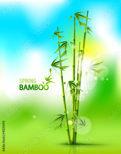 Bamboo background