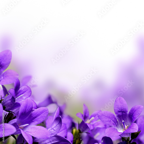 Fototapeta Naklejka Na Ścianę i Meble -  Campanula spring flowers border