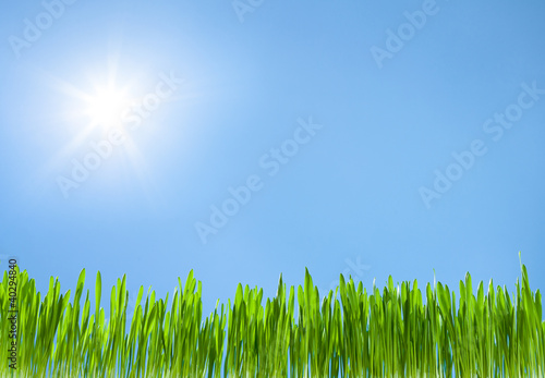 Fototapeta Naklejka Na Ścianę i Meble -  grass growth on sky blue with sun