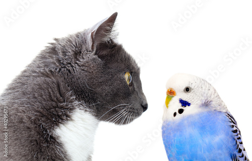 Fototapeta Naklejka Na Ścianę i Meble -  grey cat with blue budgerigar.