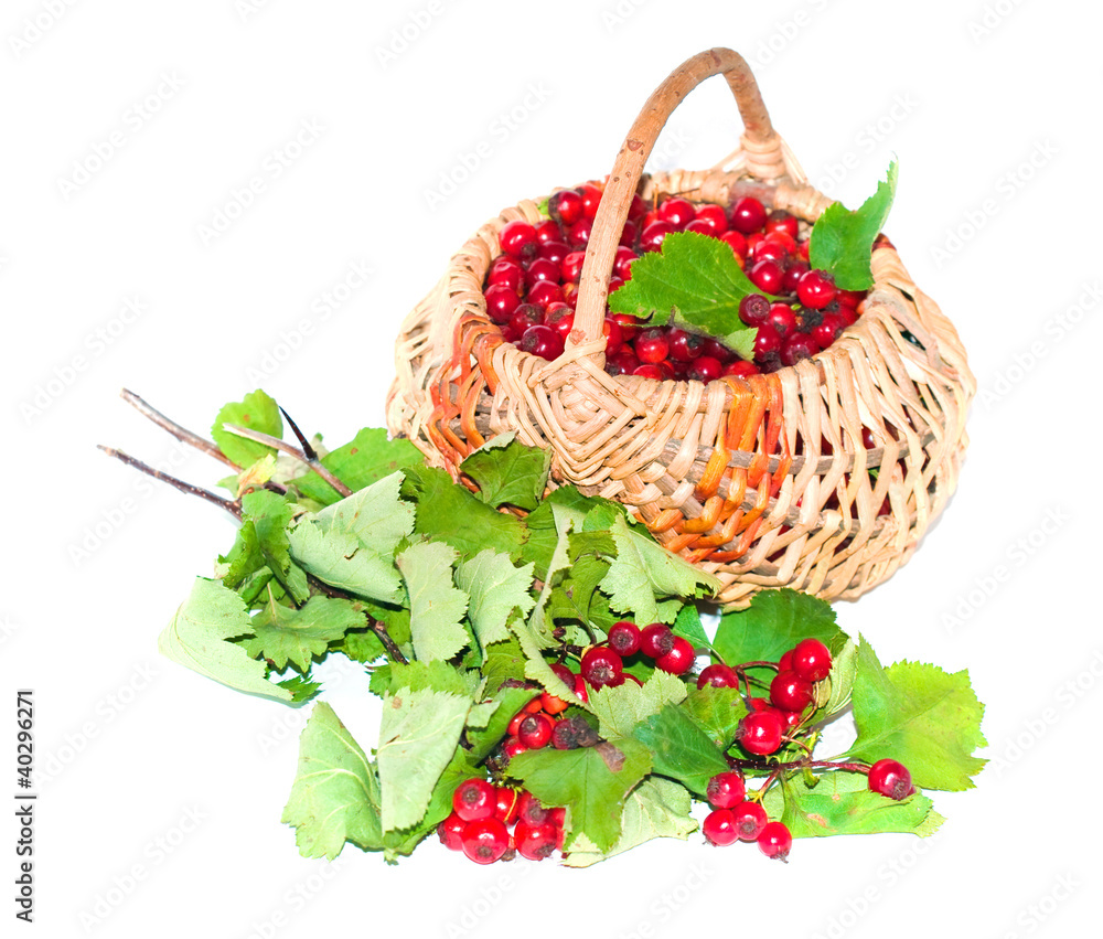 Hawthorn in a basket Hawthorn in a basket