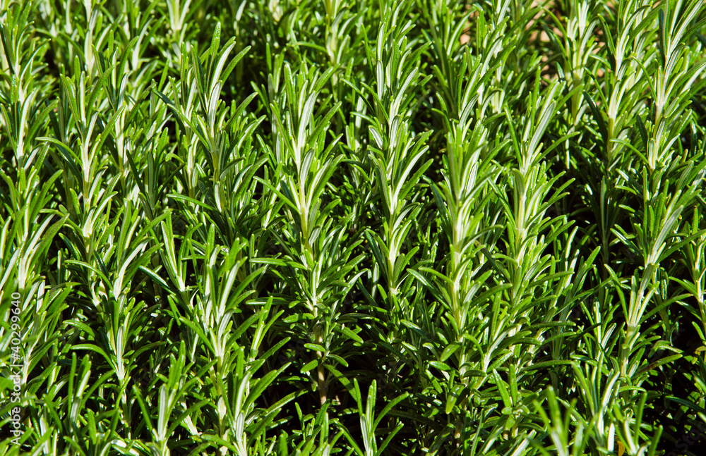 Rosmarinus officinalis Rosmarinus officinalis