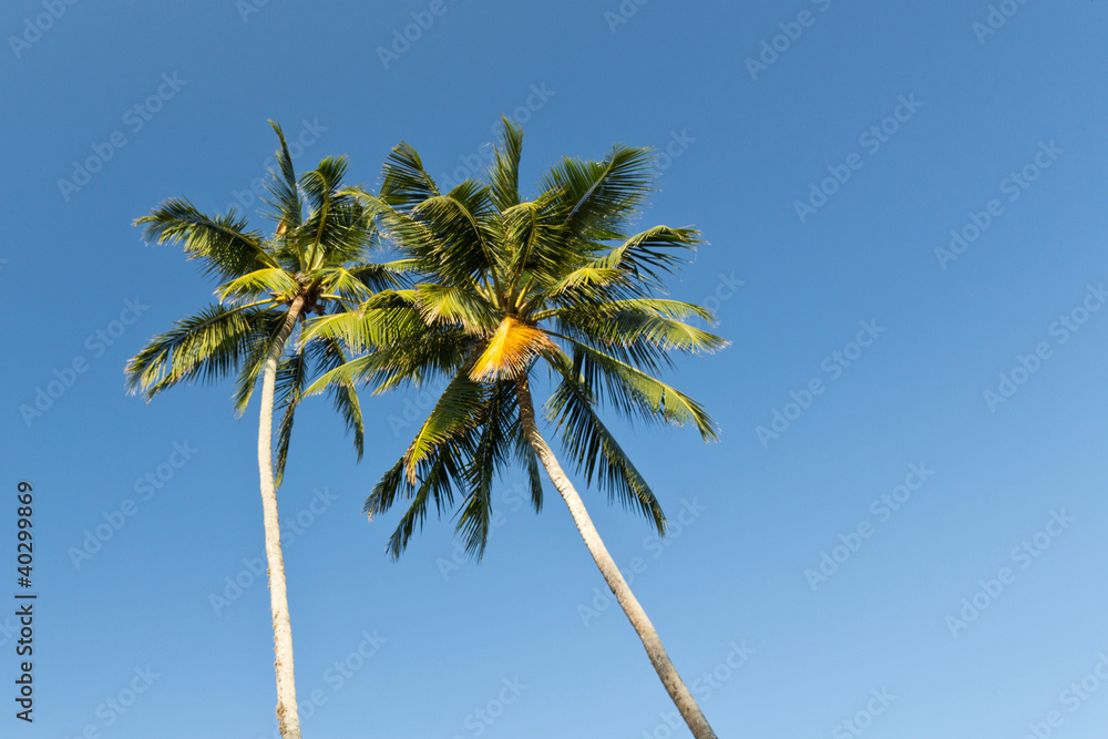 Palm tree Palm tree