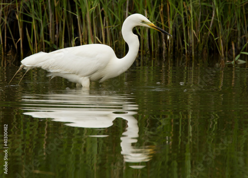 Great white heron