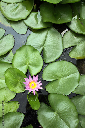 Fototapeta Naklejka Na Ścianę i Meble -  Fior di loto