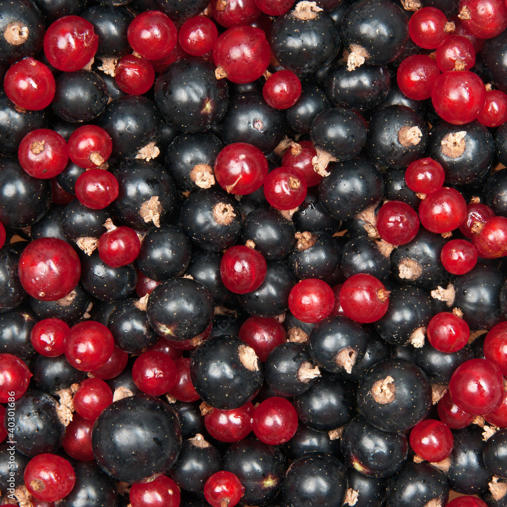 redcurrant and blackcurrant redcurrant and blackcurrant