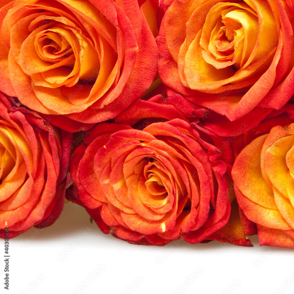 roses roses
