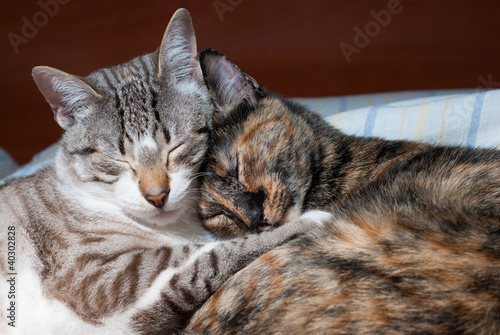 beautiful kitten sleeping together