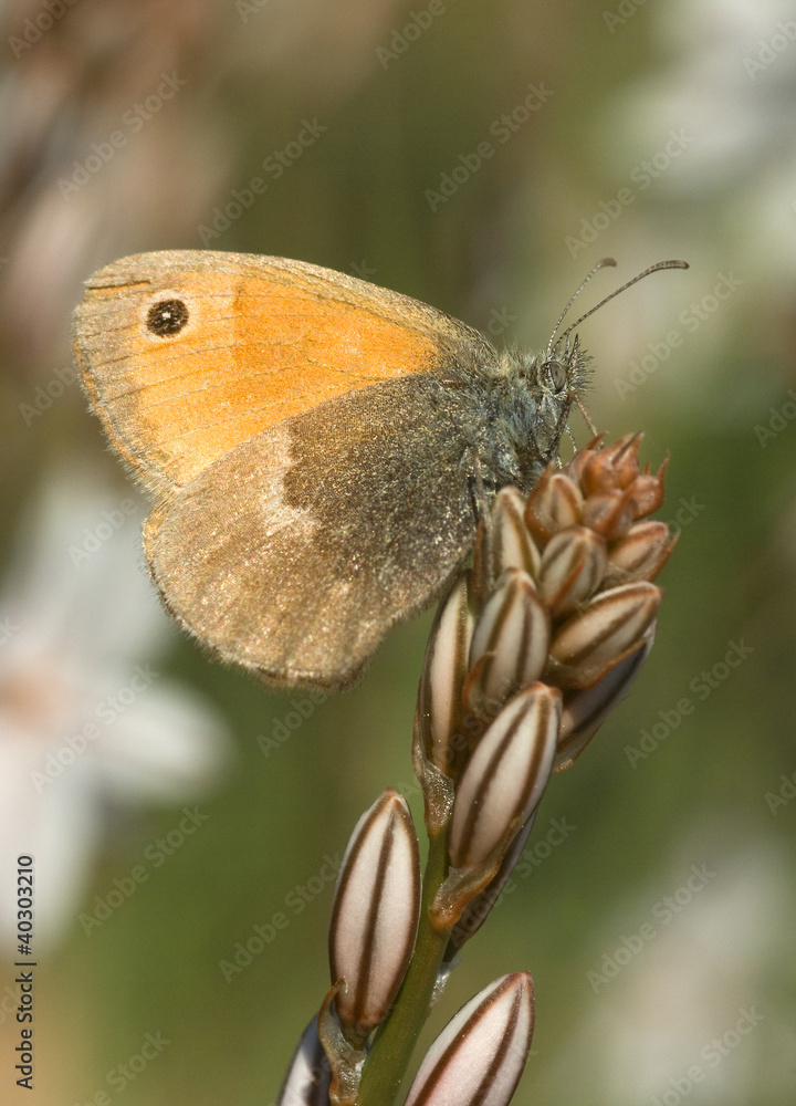 Obraz premium Coenonympha