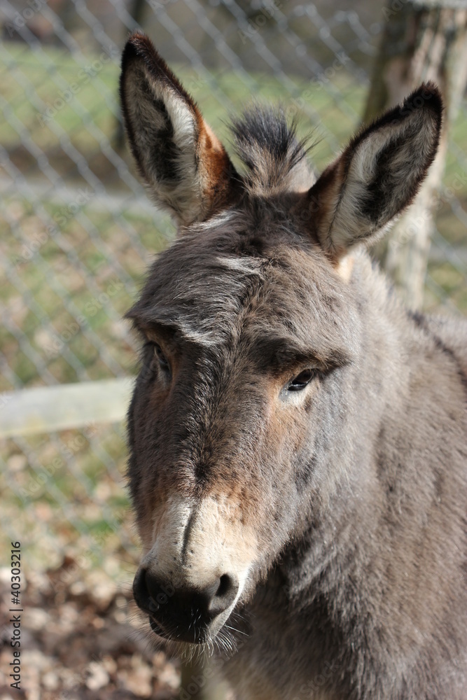 Eselportrait