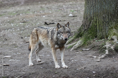 Wolf  © Schmutzler-Schaub