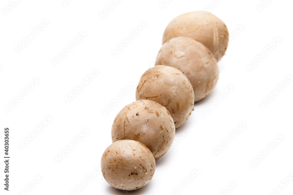 Champignons Champignons