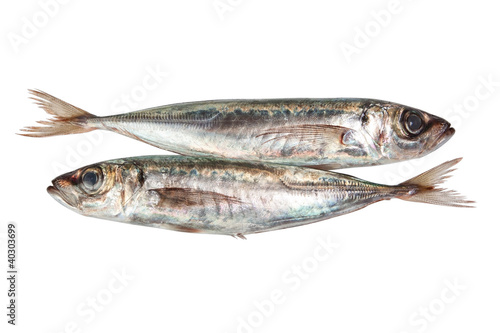 Two raw mackerel. On a white background.