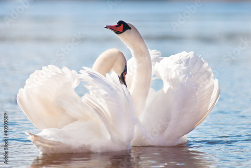 couple of swans dancing on water photo