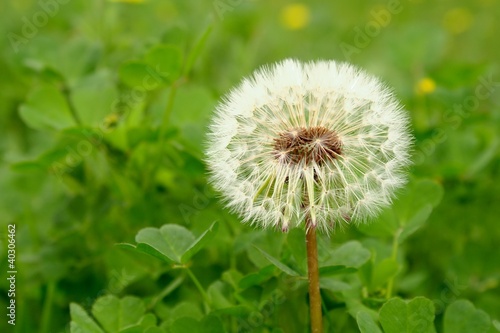 soffione (taraxacum officinalis)
