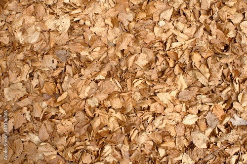 tappeto di foglie secche di faggio