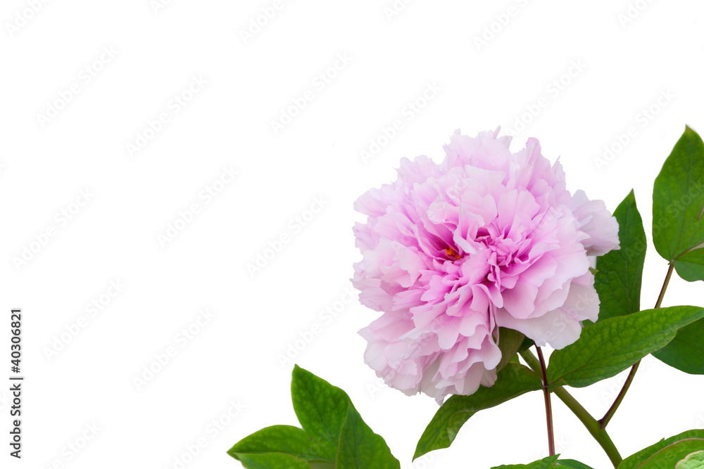 Peonia