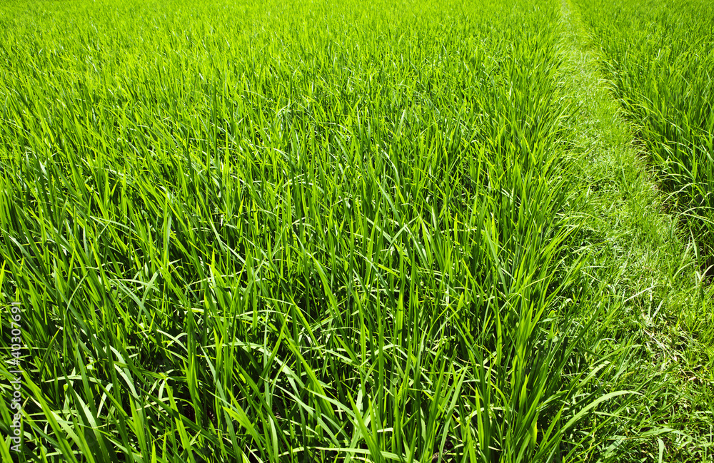 Green fresh grass field landscape with path freedom and renewal concept Green fresh grass field landscape with path freedom and renewal concept
