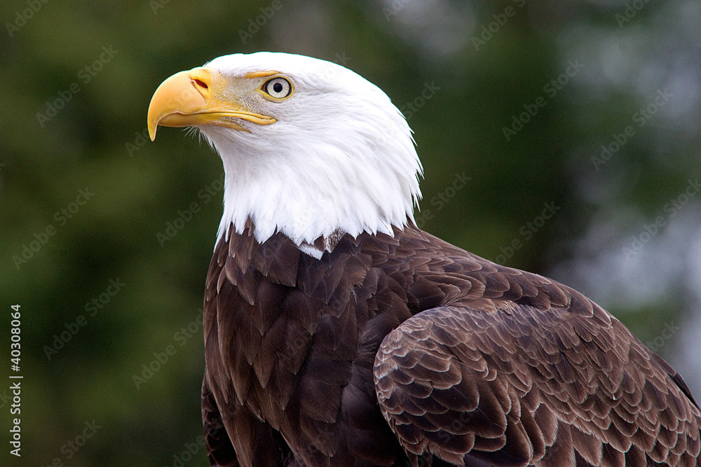 Bald eagle Bald eagle