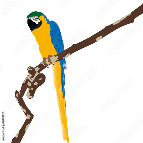 papagei