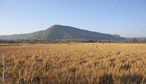 Mountain Landscape  rice field for travel and background