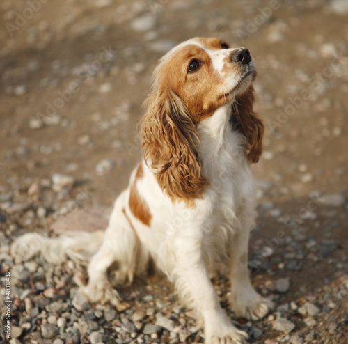 Cavalier puppy