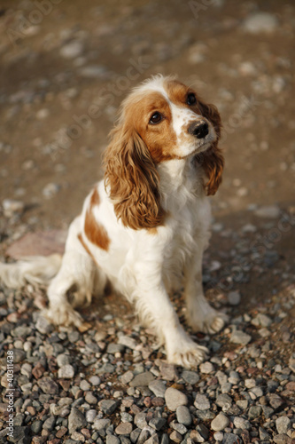 Cavalier puppy