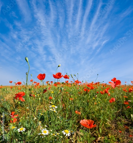 spring flowers