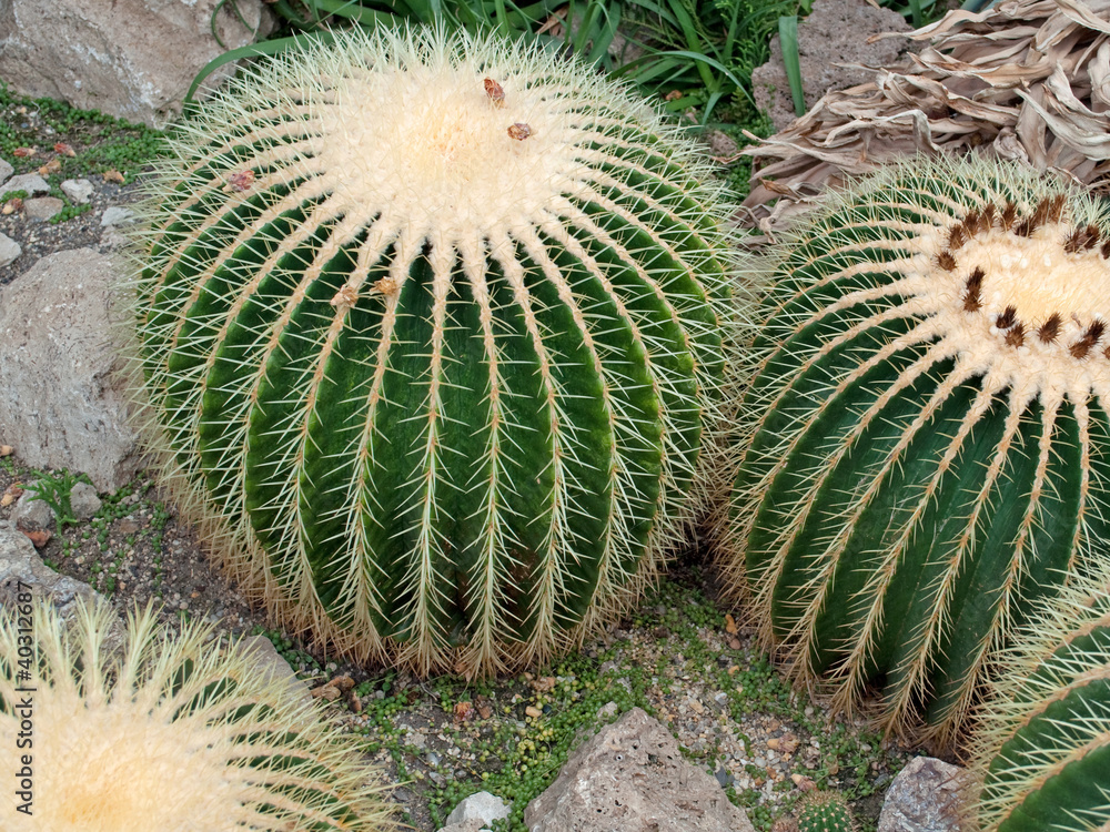 Echinocactus grusonii StockFoto Adobe Stock