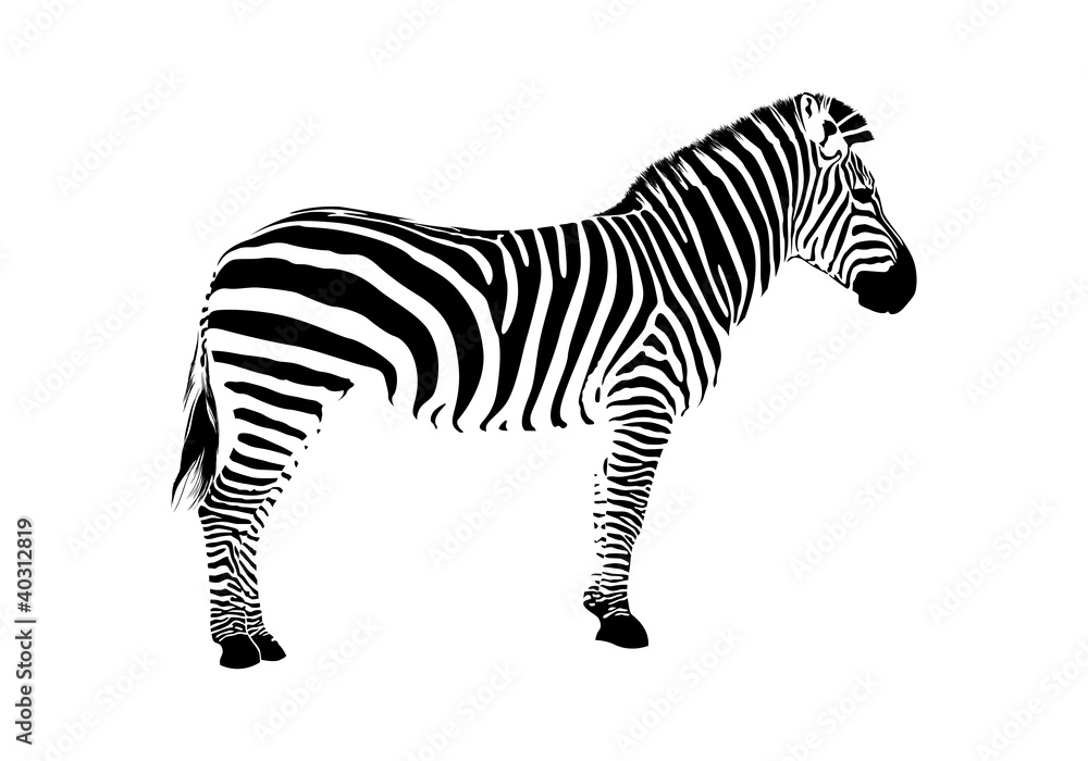 Fototapeta premium zebra silhouette