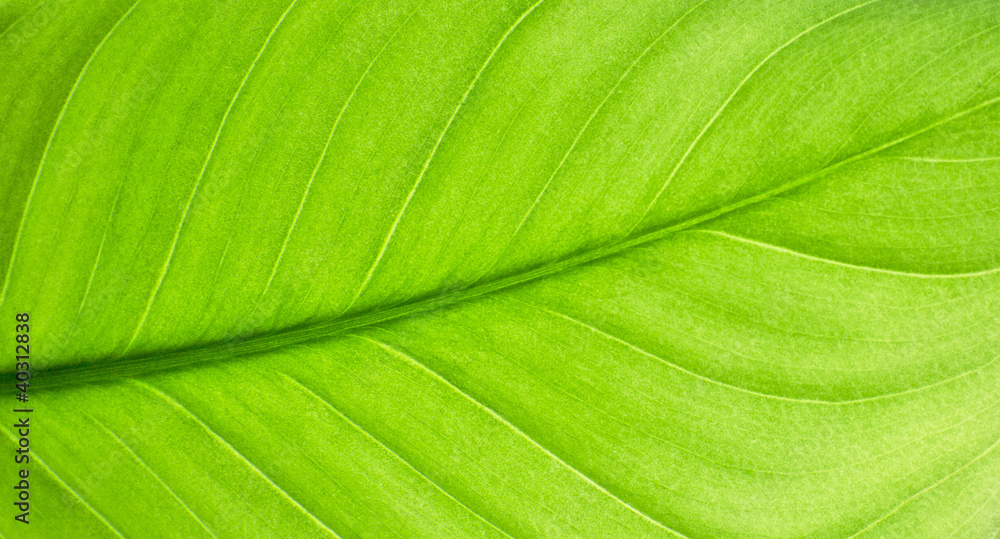 Green leaf Green leaf