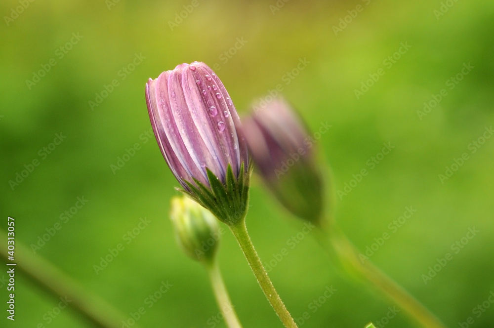 flower flower