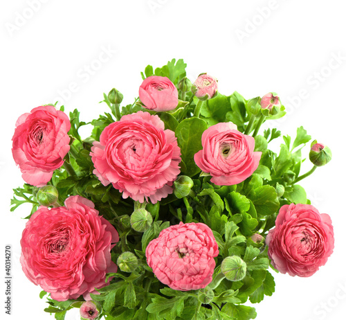 bouquet of spring pink ranunculus
