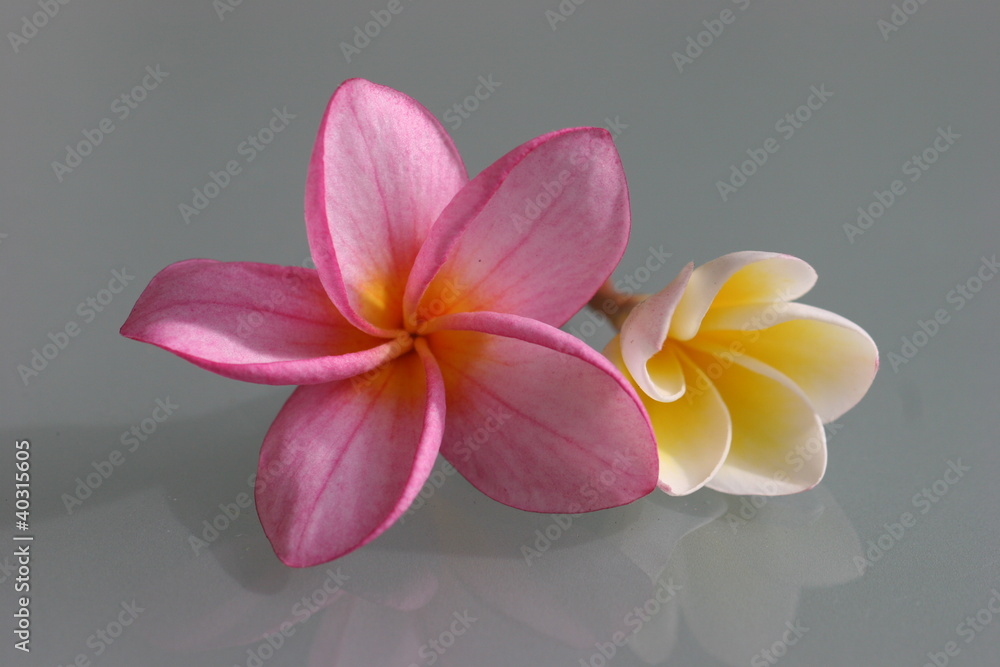 Naklejka premium Tiare