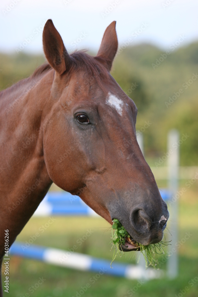 Fototapeta premium Cheval