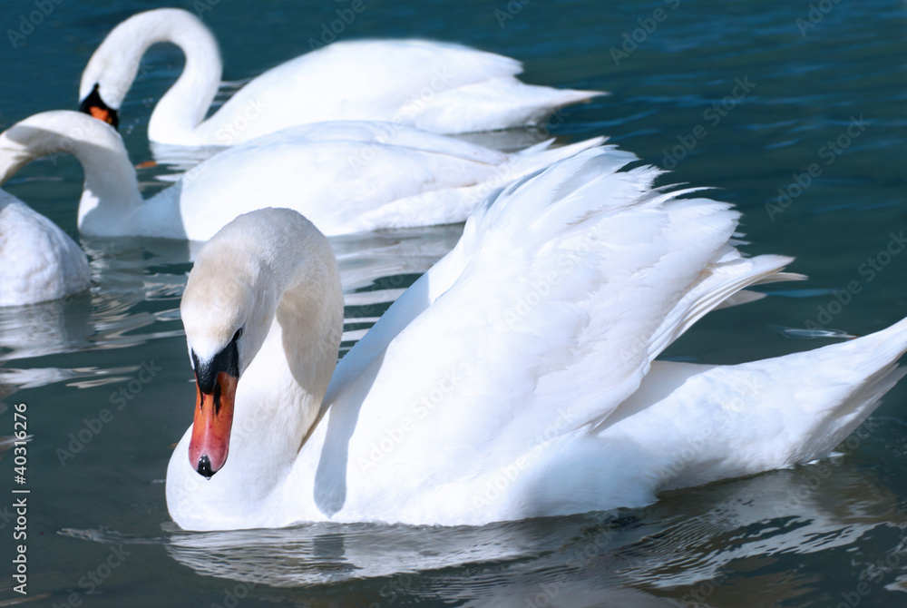 Naklejka premium Swans on the lake