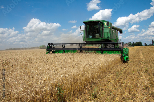 Combine harvests wheat on a field in sunny summer day